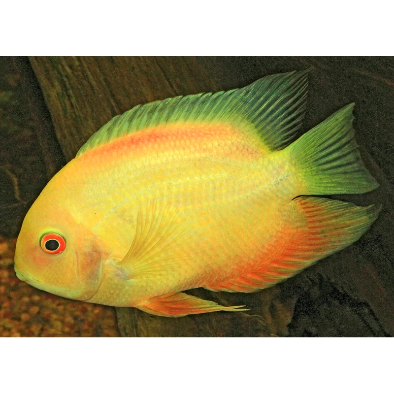 Severum - Gold