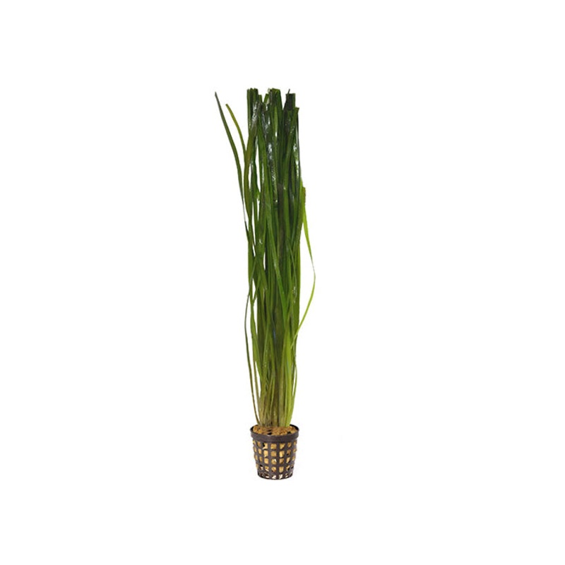 Thin Vallisneria in Mesh Pot