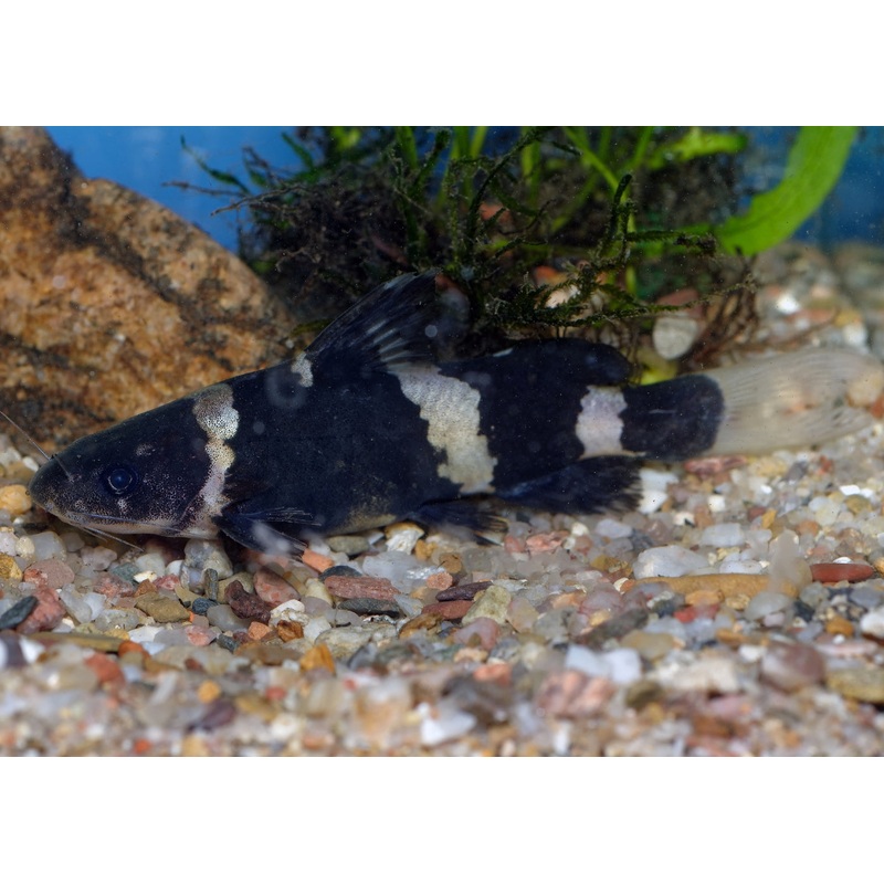 Bumble Bee Catfish