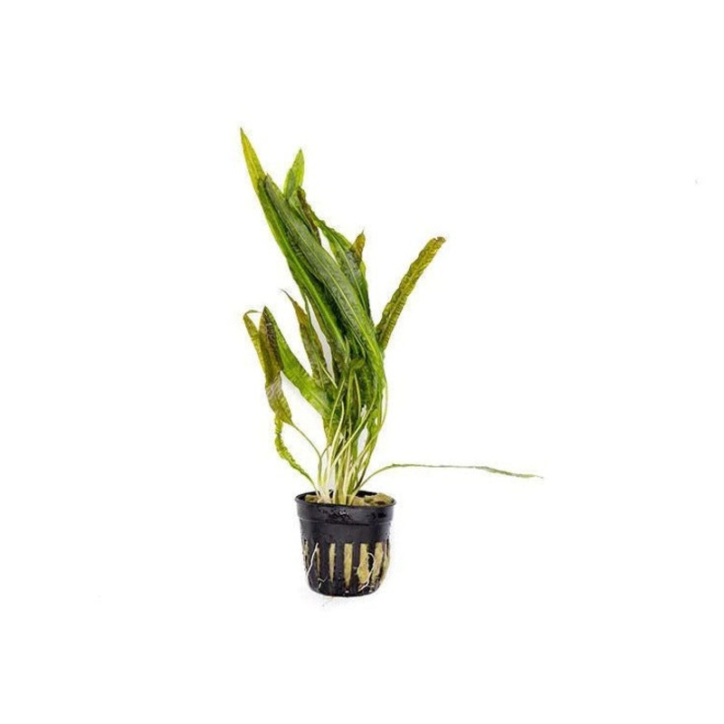 Cryptocoryne Balansae in Mesh Pot