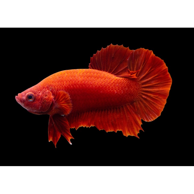 Fighter Male Plakat Hm Assorted