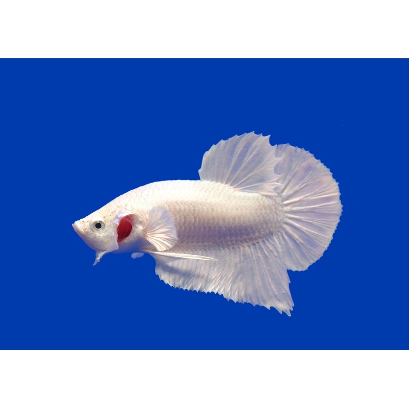 Fighter Male Shortfin