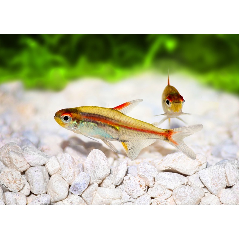 Glowlight Tetra