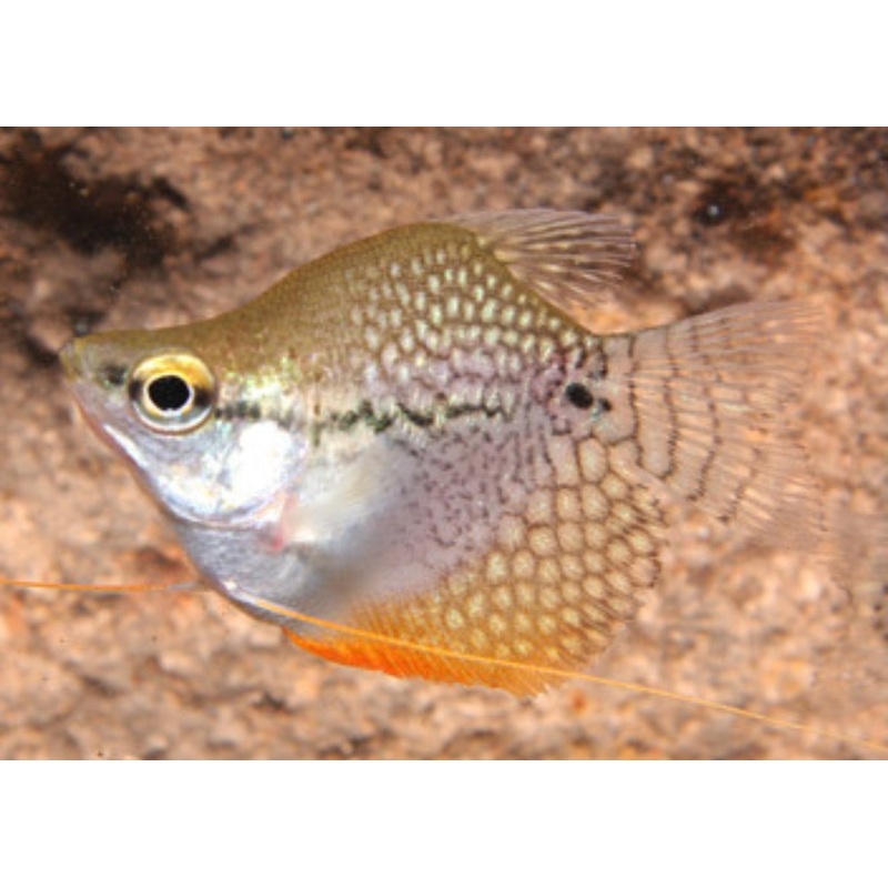 Gourami Pearl - Balloon