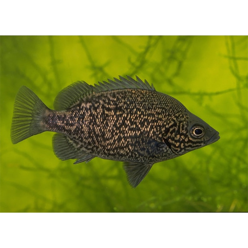 Grunter - Coal