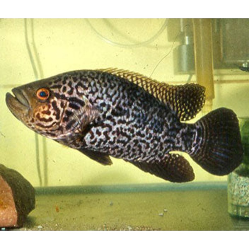 Jaguar Cichlid