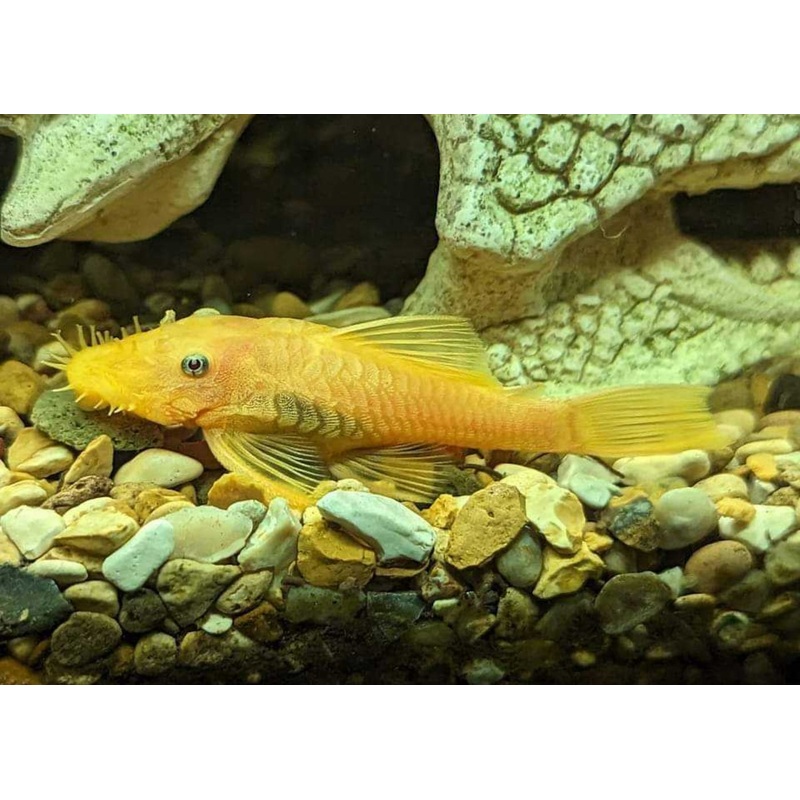 Lemon Blue Eye Bristlenose - L144