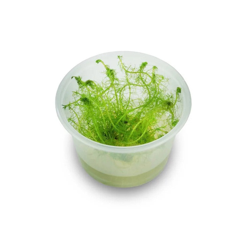 Milfoil Tissue Culture
