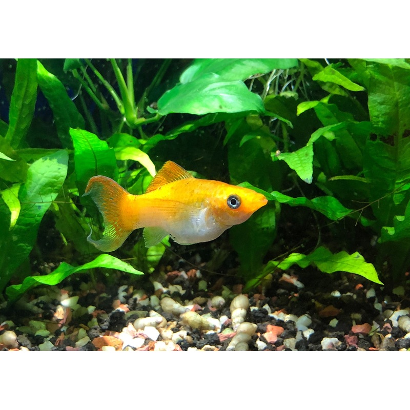 Molly - Sailfin Lyretail Assorted