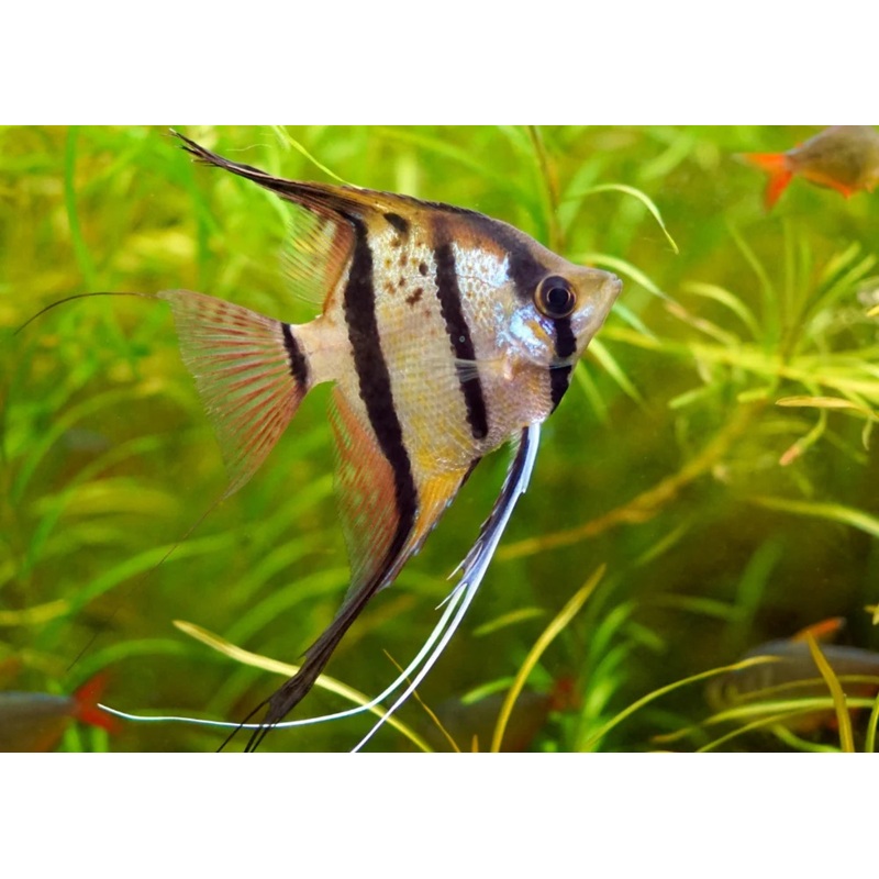 Orinoco Altum Angel