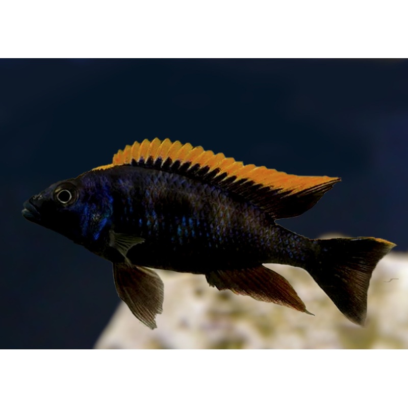 Otopharynx Lithobates - Black Orange Dorsal