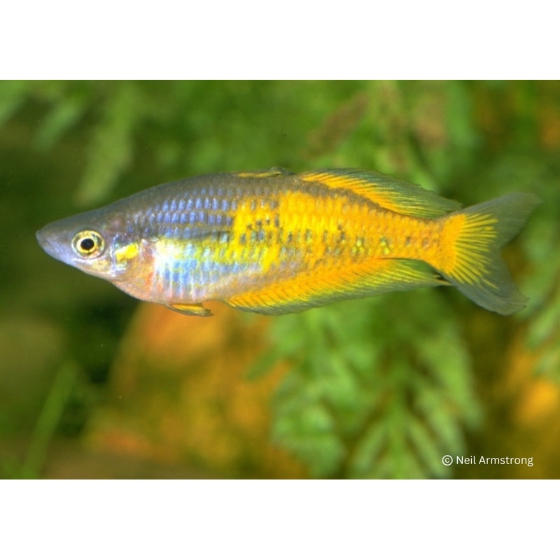 Parkinsons Rainbowfish - Yellow Form