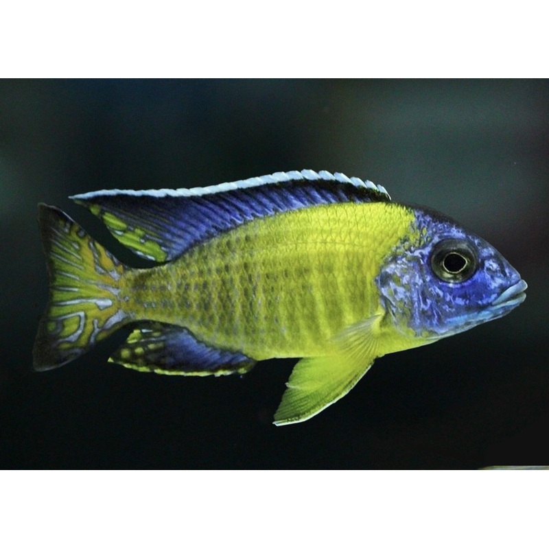 Peacock Cichlid - Blue Neon