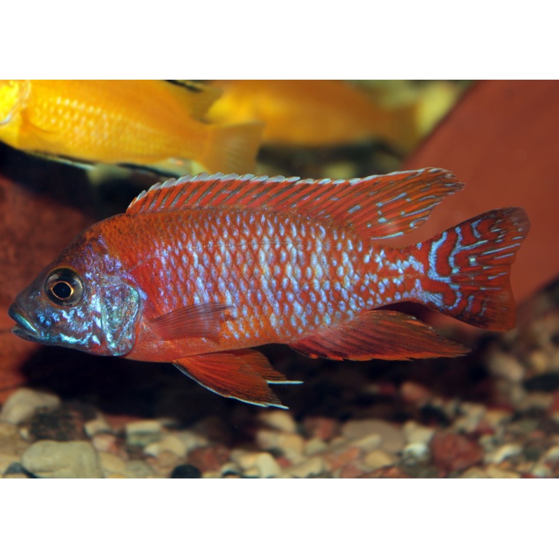 Peacock Cichlid - Rubin Red