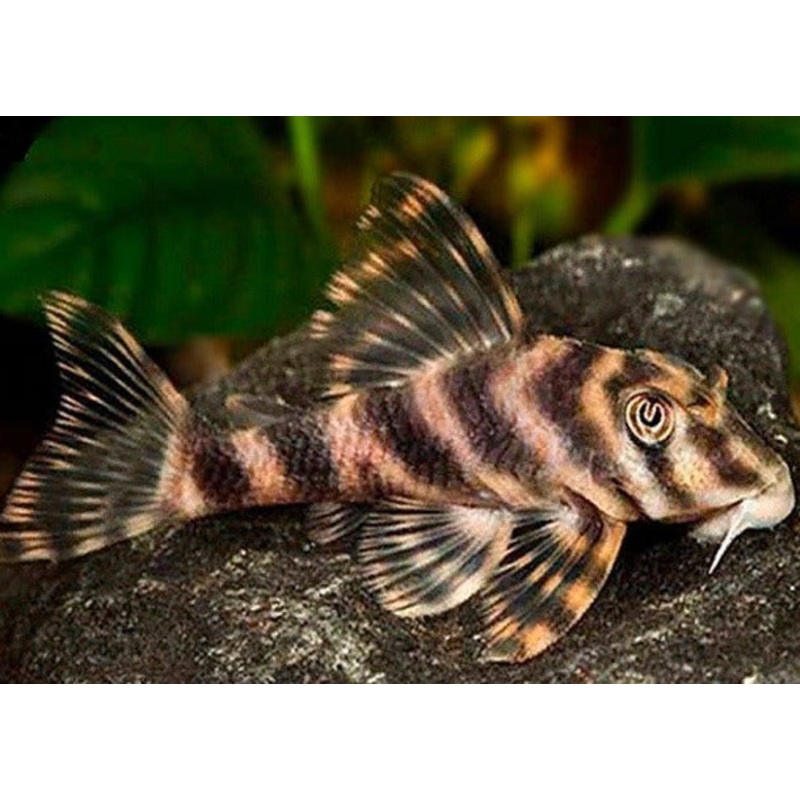 Peckoltia Vittata L015 (Candy Stripe Pleco)