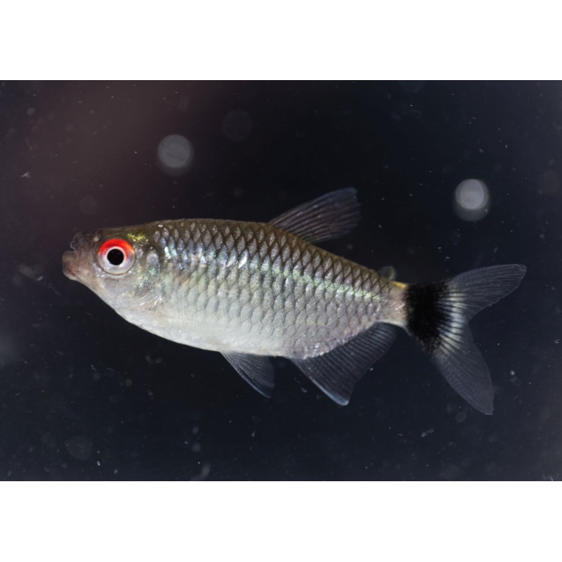 Red Eye Tetra Special (6 for $16)
