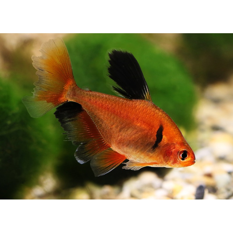Serpae Tetra - Longfin Special (6 for $36)