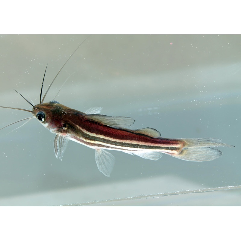 Striped Catfish -Mystus