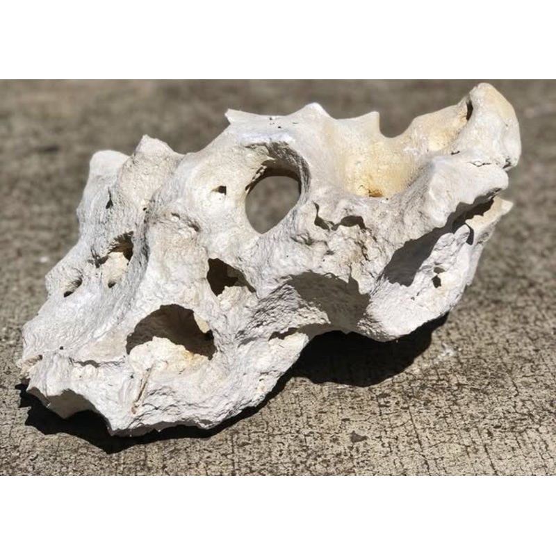 Texas Holey Rock