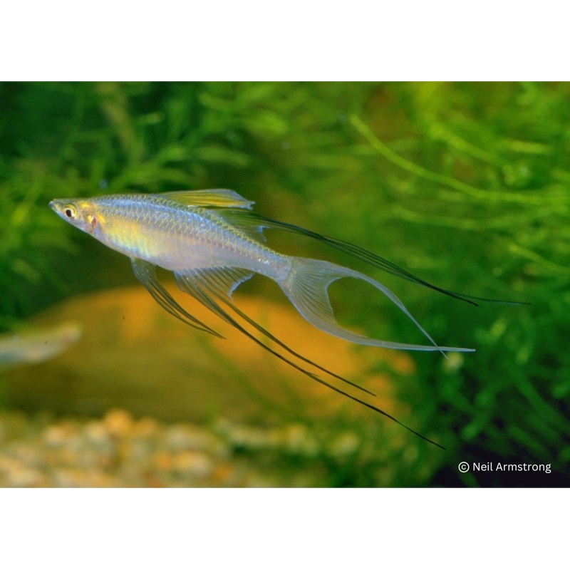 Threadfin Rainbowfish
