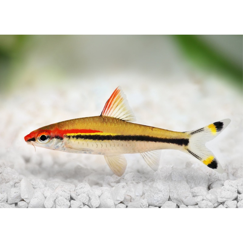 Torpedo Barb