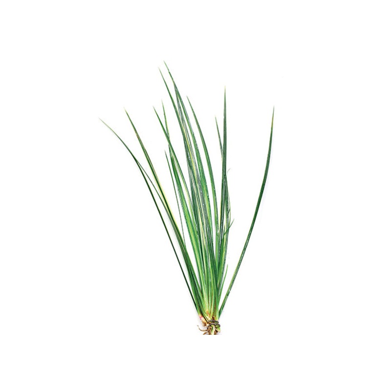 Variegated Rush