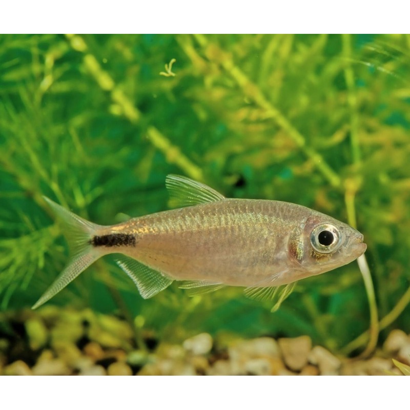 African Longfin Tetra