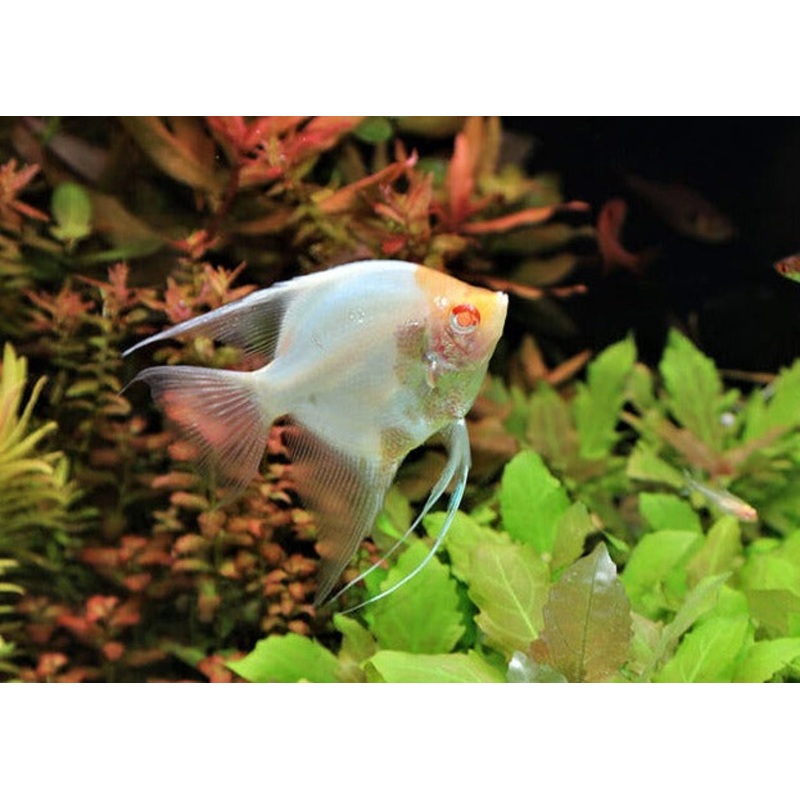 Angelfish - Albino Red Eye