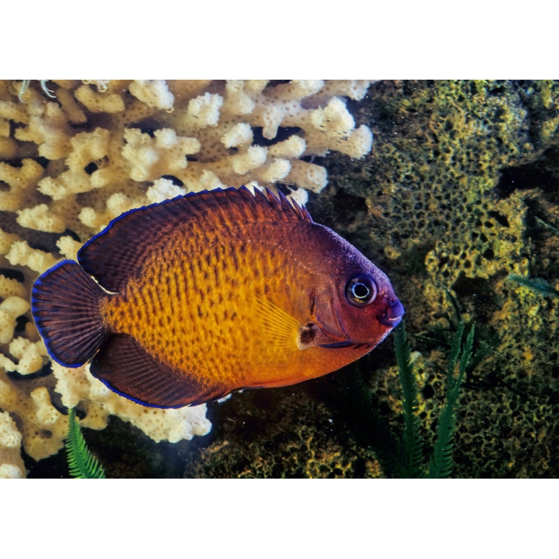 Angelfish - Coral Beauty