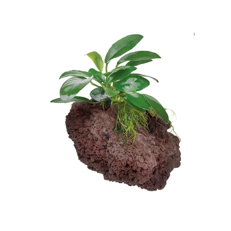 Anubias Assorted New Zealand Lava Rock Creation
