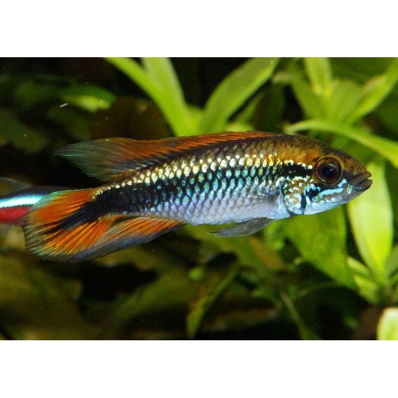 Apistogramma Agassizi Double Red