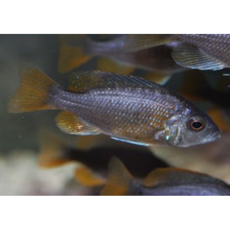 Copadichromis Borleyi Kadango Red - German Bloodline