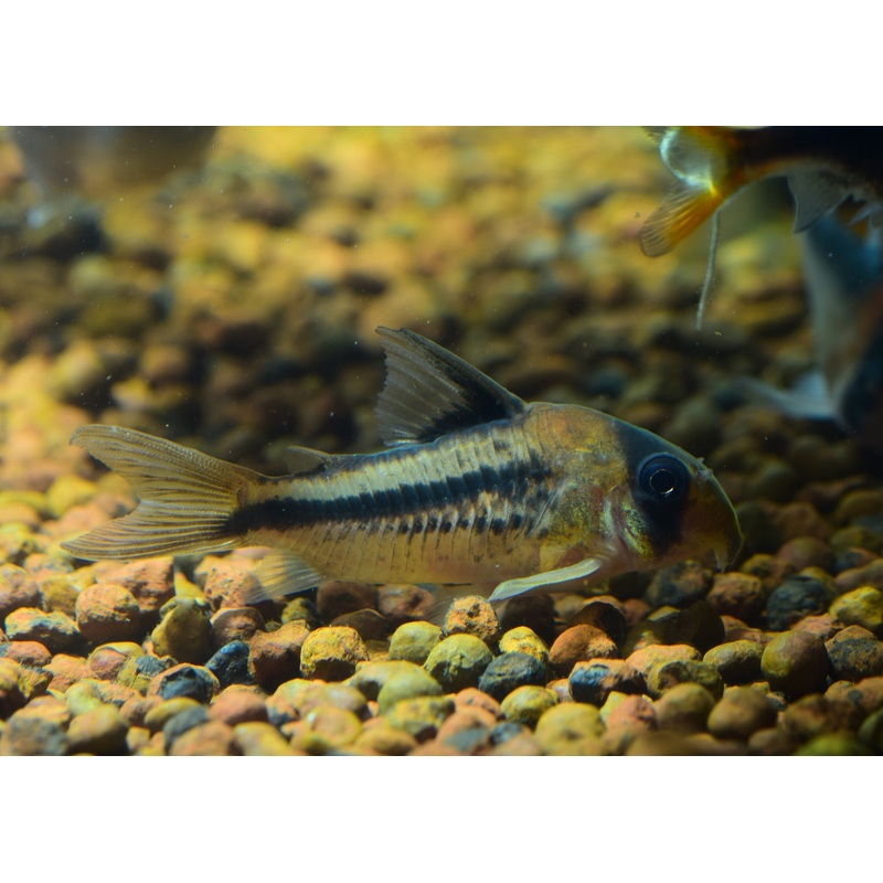 Corydoras Axelrodi