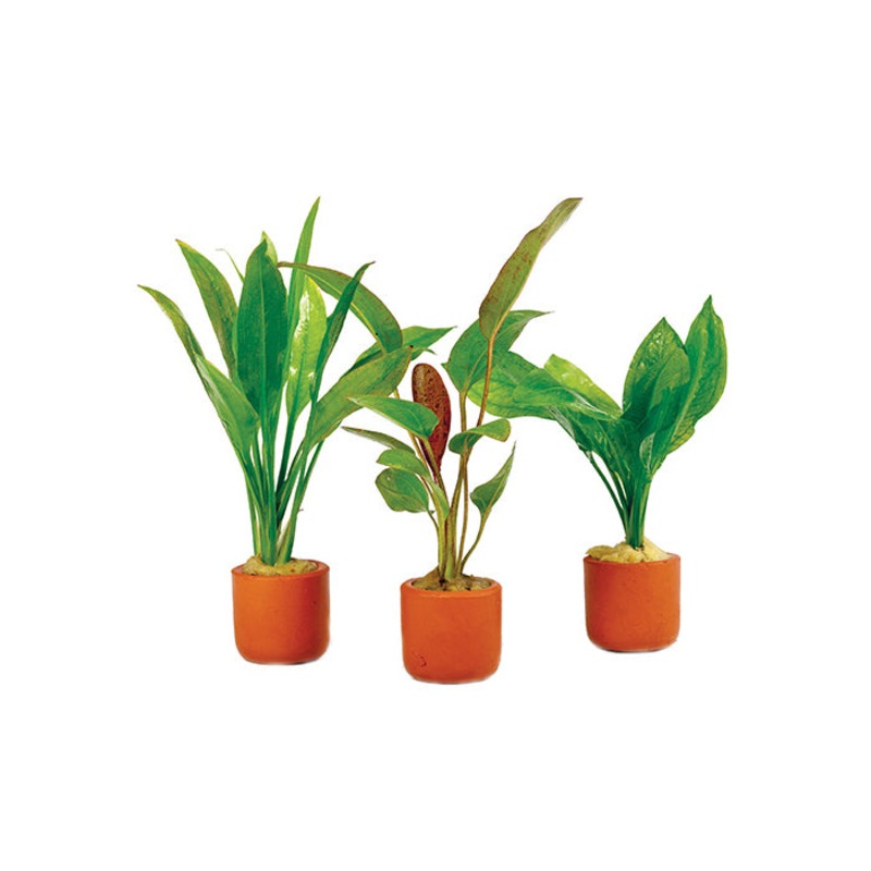Cryptocoryne (Assorted) in Terracotta Pot