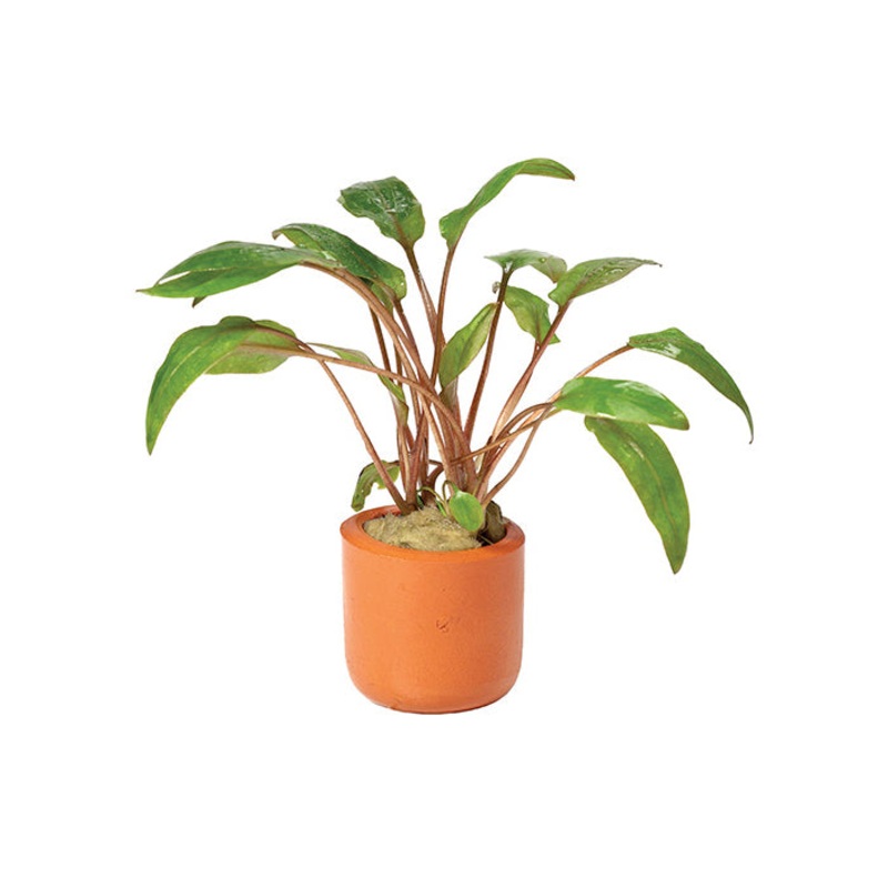 Cryptocoryne Undulatus Red in Terracotta Pot