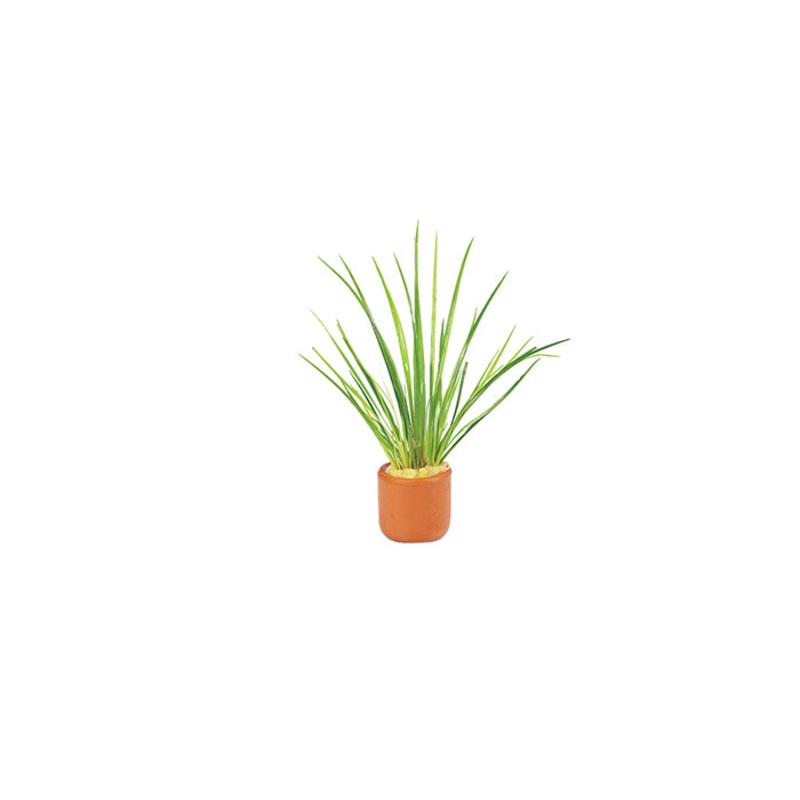 Dwarf Gold Rush in Terracotta Pot