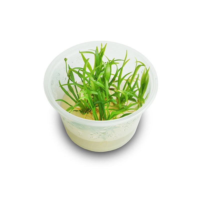 Echinodorus Tenellus Tissue Culture