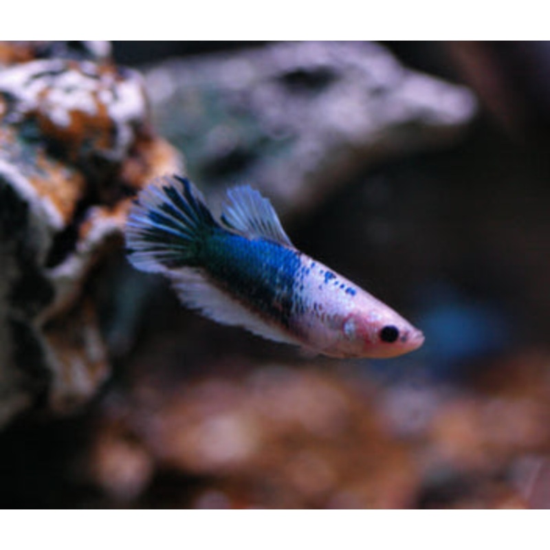 Fighter Halfmoon Pair -Female