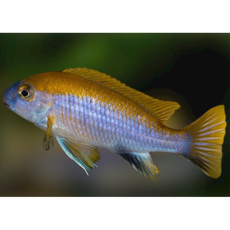 Gephyrochromis lawsi