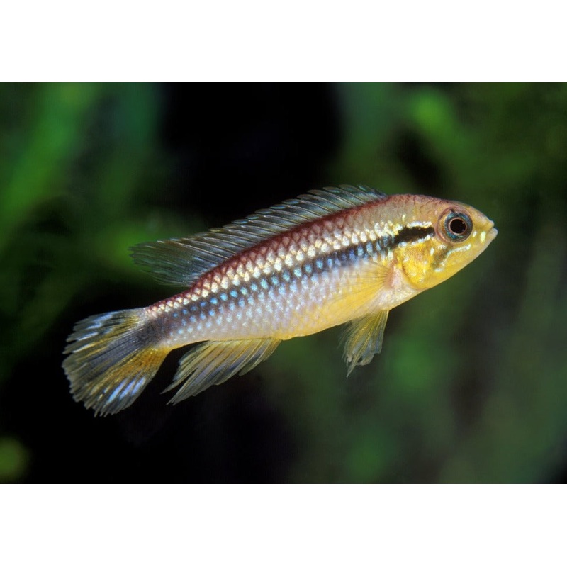 Golden Dwarf Cichlid - Nannacara anomala
