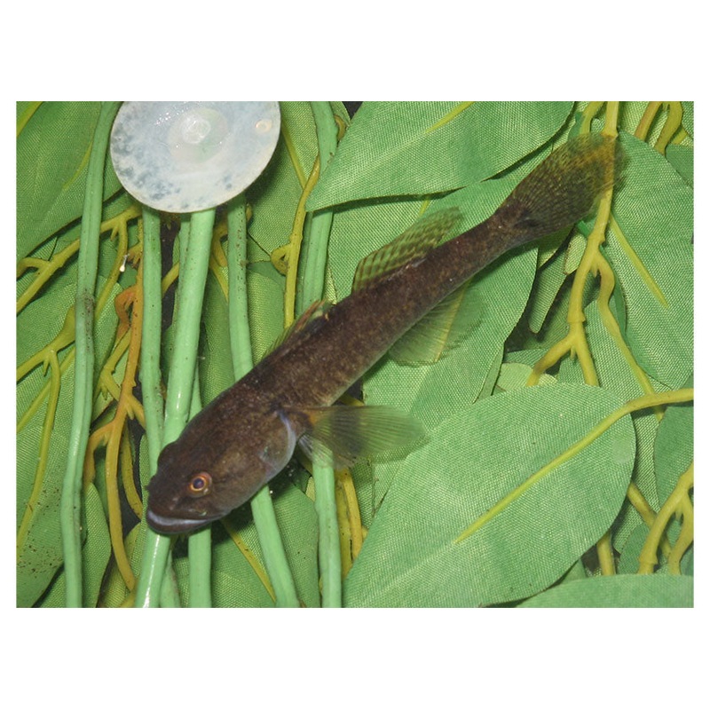 Gudgeon -Flathead
