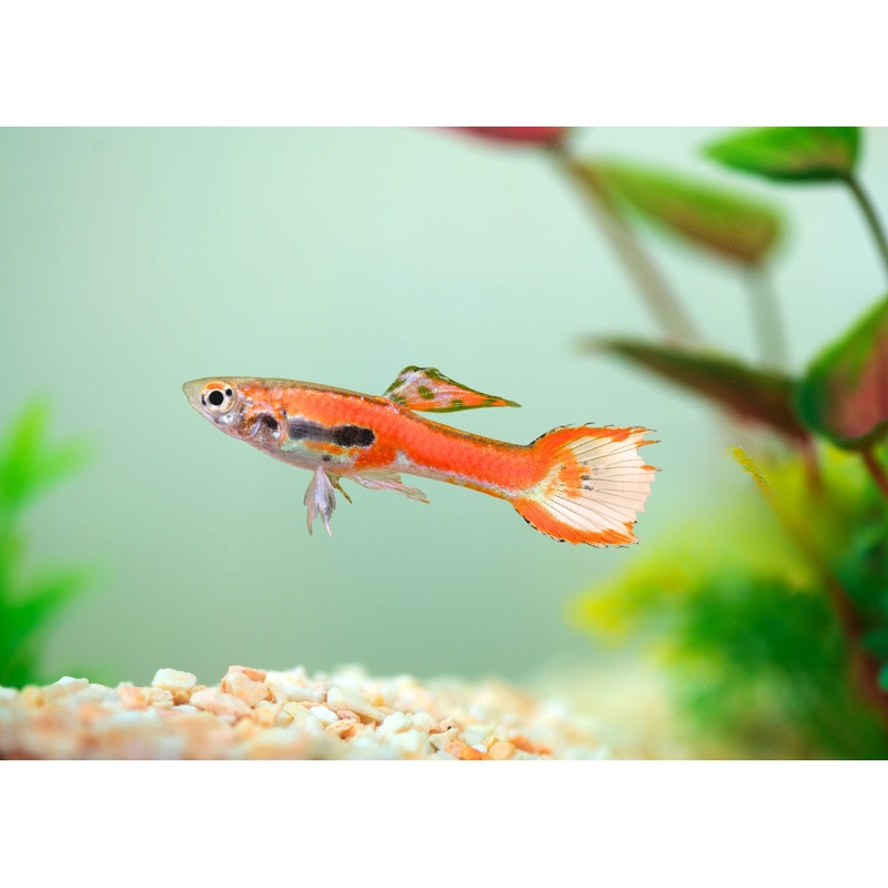 Guppy Endlers Chilli Red