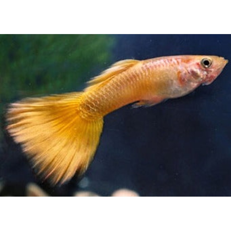 Guppy Male Golden