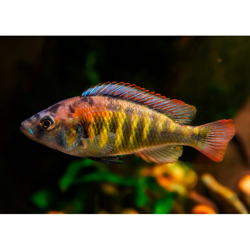 Haplochromis Nyererei