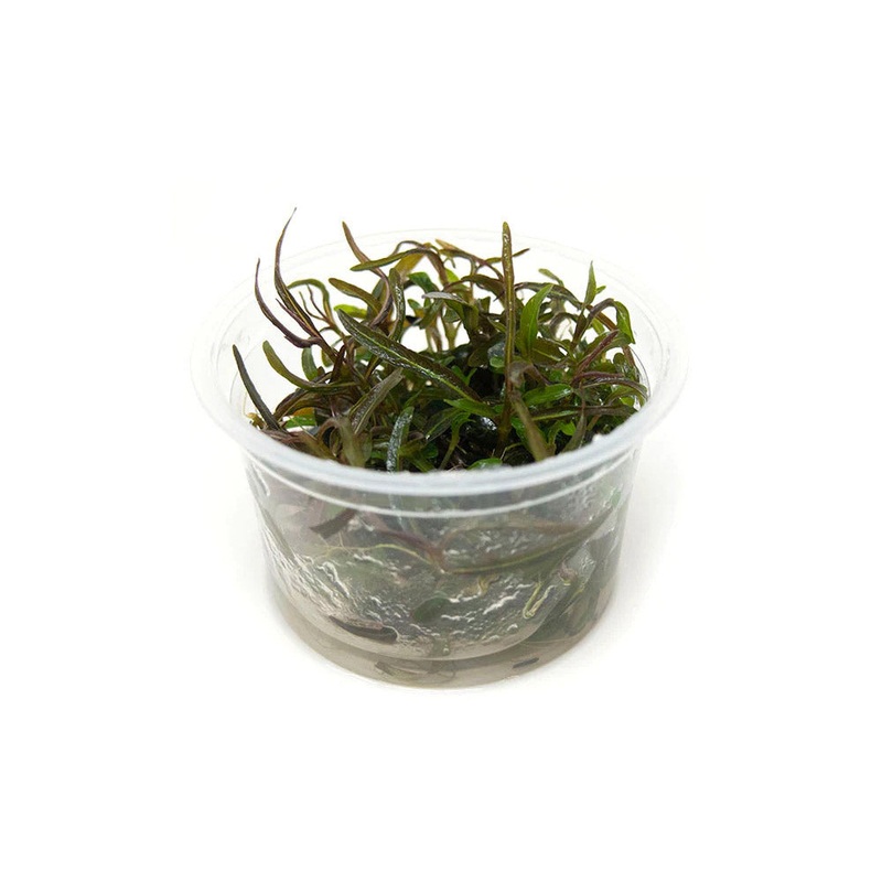 Hygrophila (Araguaia) Tissue Culture