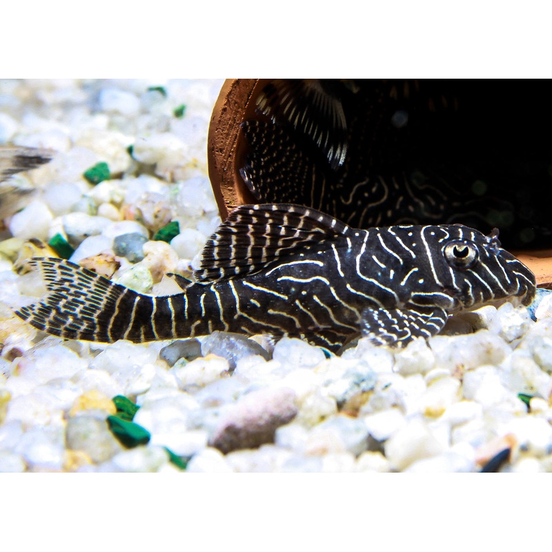 Hypancistrus Sp. L333