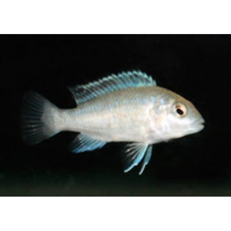 Labidochromis Freibergi