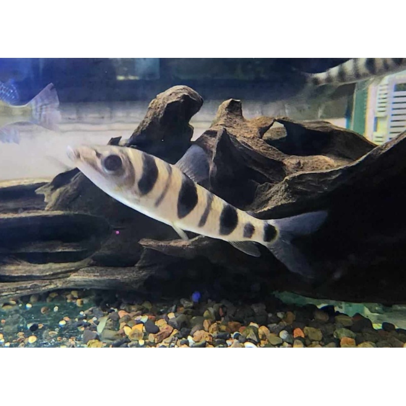 Leporinus - Spotted