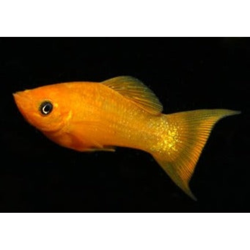 Molly Gold Black Lyretail