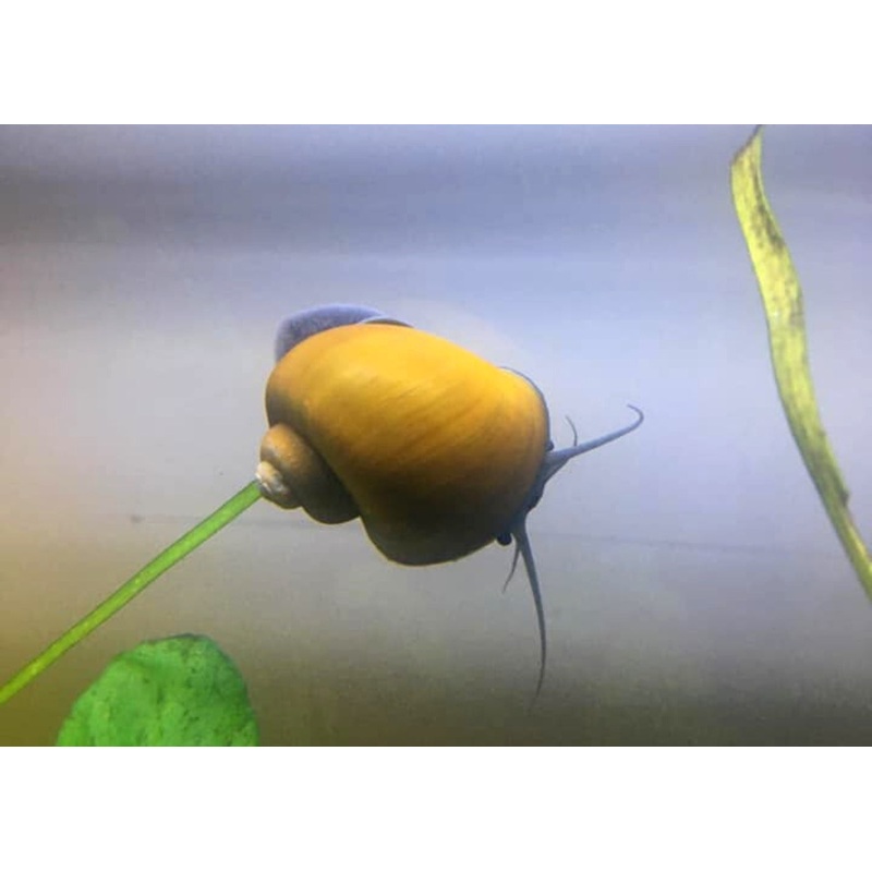 Mystery Snail - Jade